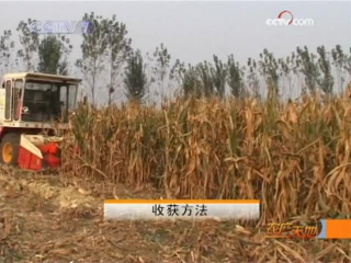 036. harvesting corn with a specialized combine.