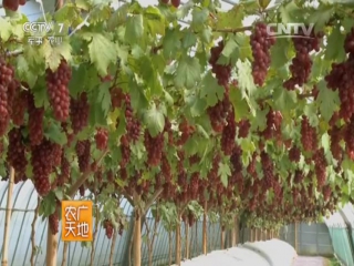 the grapes of jiangnan province near the yangtze river are a special greenhouse technology.