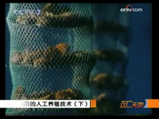 042. aquaculture (film 02) of scallop using farmed technology - artificial breeding of molluscs.