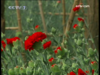 048. carnation - greenhouse cultivation technology.