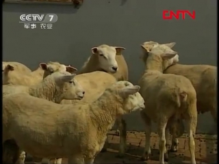 (sheep fine-wooled, or textile - artificial breeding)