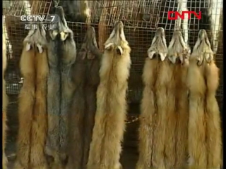 nervous do not look (foxes - slaughter and primary processing of animal skins) nervous do not look