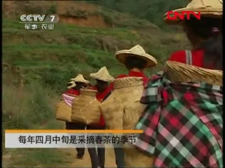 (red tea tieguanyin and green tea tip guanyin - production with 200 years of history)