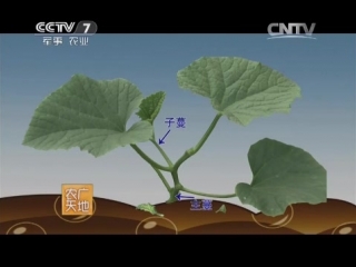 (musk melon - greenhouse cultivation method)