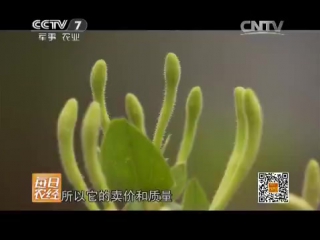 golden honeysuckle - picking and drying flowers