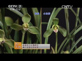 (chunlan orchid for zhongshan park in beijing)