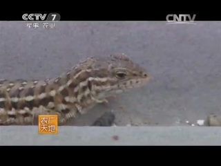 (lizard ma gan, or linnet - breeding farm for chinese medicine)