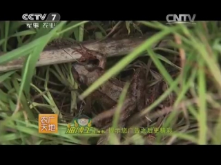 (forest frog changbaishan rana - breeding for caviar).