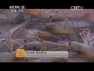 2 (freshwater shrimp - breeding).