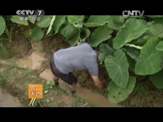 (taro tubers, or dashin, or edible taro - cultivation technology).