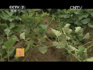 (sweet potato, or sweet potato - agricultural technology of cultivation).