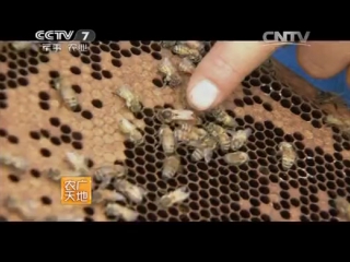 (greenhouse strawberry - pollination of flowers with the help of bees).