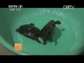 (breeding black turtles).