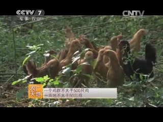 (chicken breed jianghan - breeding methods).