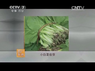 (leaf cabbage - cultivation technique).