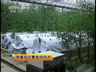 (black tomatoes - aerosol method of cultivation in greenhouses)