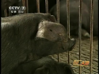 (songliao black pigs - features of cultivation in the north of china)