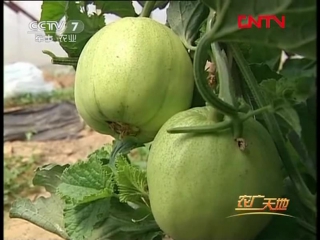 (greenhouse melons in spring - cultivation methods)