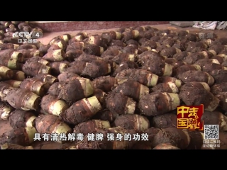 (taro tubers, or edible taro)