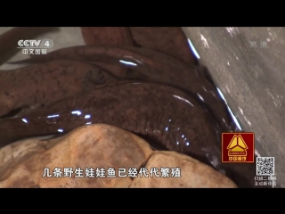 (giant salamander, or guardian of the motherland, or teen of china)