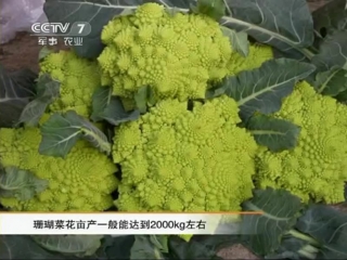 (cauliflower coral - greenhouse cultivation technique)