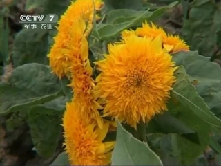 (ornamental varieties of sunflower - varietal features)