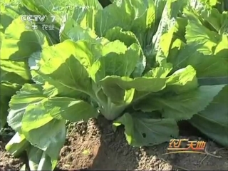 (mustard leaf - cultivation methods)