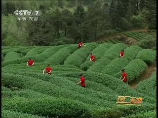 (wuyi tea from the wuyishan highlands - collection and processing of tea leaves)