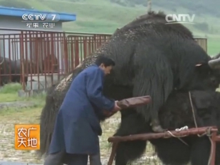 (artificial breeding of yaks at datong farm, qinghai province)