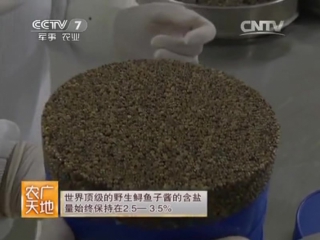 (black caviar - extraction and processing)