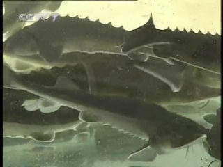 (standardization, care, feeding of the amur sturgeon)