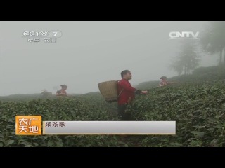 from the farm to the consumer tea, soybean cottage tofu - city of chongqing, mountain district of xushan.