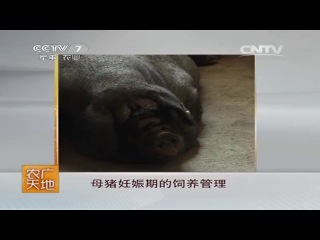 pigs of the black breed enshi - breeding in the province of china.