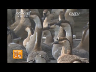 goose of shanghai breed teen of china (hybrid of 1978).