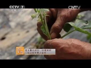 watermelon variety huanmiao with yellow pulse - greenhouse method of cultivation according to the yinwan method.