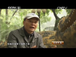 nile crocodile - how to earn millions of rmb by breeding predatory reptiles for meat and skin.