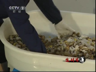 clam sea razor - how to earn millions of rmb growing dietary and delicate meat.