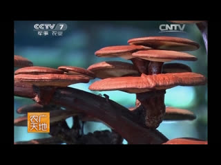 mushroom of longevity (01 series) ganoderma varnished