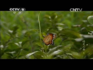 butterflies (film 01) of the high-mountain areas of china - dance of the elves on the yunnan guizhou plateau.