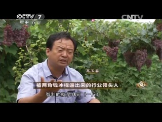 grapes - become a millionaire growing amber vines like hou guoqiang.