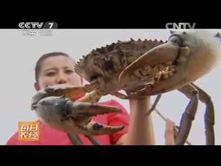 mangrove crab, or scilla serrata (lat. scylla serrata) - crushsheets and shells farming in zhejiang province.