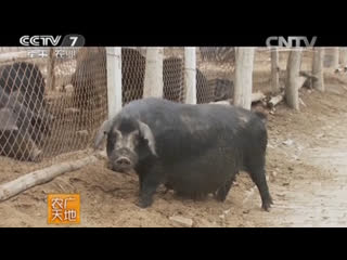 pig breeding - black pigs of the modified breed ll .