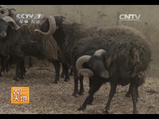 sheep of karakul, or karakul breed of xinjiang - methods of sheep breeding.