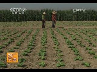 early-maping cabbage of autumn varieties - special technology of cultivation and simplicity of growing.