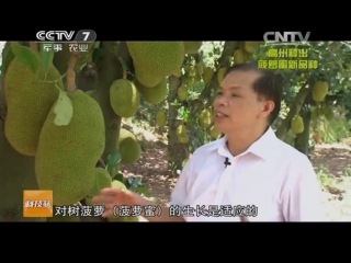 jackfruit, or breadfruit - how to become a millionaire growing fruit with pineapple taste.