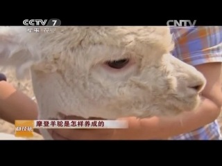 alpaca - breeding of universal and hardian animals.