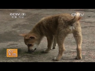 festival of the middle autumn of zhongqiujie (august 16) and the moon pie (ginger) yuebing. movie 04.