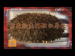 sea urchin, or yima shrimp - artificial reproduction of enonoskin delicate.