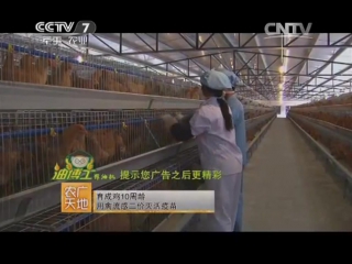 broiler poultry farming in the provinces of china.