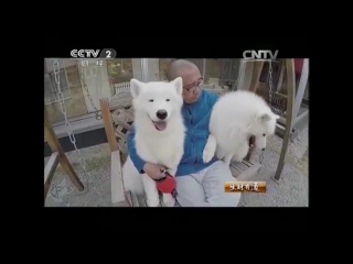 samoyed (samoyed laika) - mr. zhang hui's kennel, for breeding of this breed.